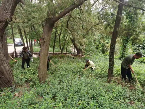 濟南市靈巖寺景區加強環境整治,提升景區旅游品質