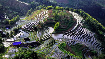 紫鵲界盛裝啟航，9月8日正式向游客開放，園區管理服務全面升級